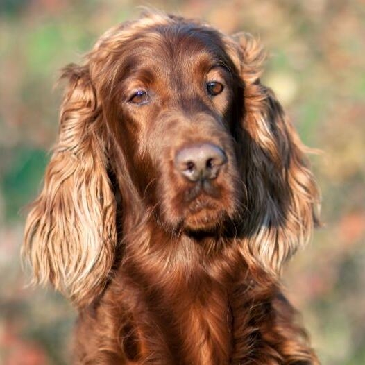 Irish setter fashion spaniel